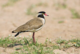 Image. Black-headed Lapwing