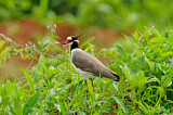 Image. Black-headed Lapwing