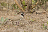 Image. Black-headed Lapwing