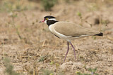 Image. Black-headed Lapwing