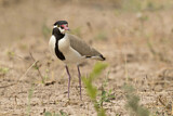 Image. Black-headed Lapwing