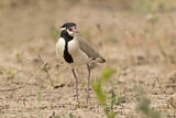 Image. Black-headed Lapwing