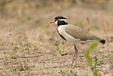 Image. Black-headed Lapwing