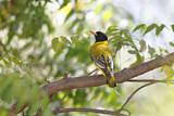 Image. Black-headed Oriole