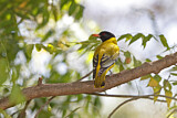 Image. Black-headed Oriole