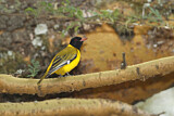 Image. Black-headed Oriole