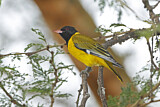 Image. Black-headed Oriole