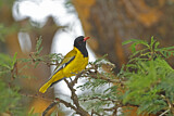 Image. Black-headed Oriole