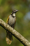 Image. Black-headed Saltator