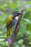 Image. Black-headed Saltator