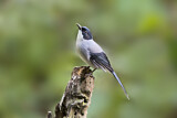 Image. Black-headed Sibia
