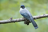 Image. Black-headed Sibia