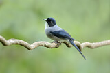 Image. Black-headed Sibia