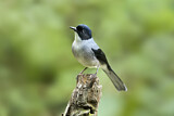 Image. Black-headed Sibia