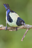 Image. Black-headed Tanager