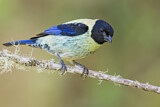 Image. Black-headed Tanager