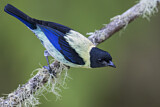 Image. Black-headed Tanager