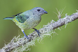 Image. Black-headed Tanager