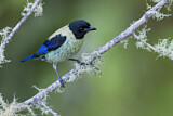 Image. Black-headed Tanager