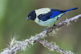 Image. Black-headed Tanager