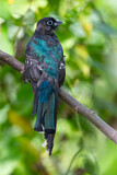 Image. Black-headed Trogon