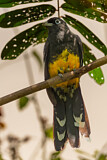 Image. Black-headed Trogon