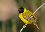 Image. Black-headed Weaver