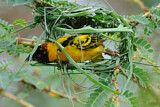 Image. Black-headed Weaver