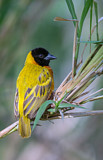 Image. Black-headed Weaver