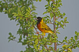 Image. Black-headed Weaver