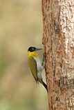 Image. Black-headed Woodpecker