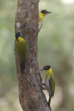 Image. Black-headed Woodpecker