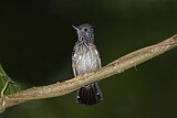 Image. Black-hooded Antshrike