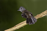 Image. Black-hooded Antshrike
