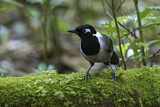 Image. Black-hooded Laughingthrush