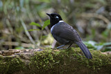 Image. Black-hooded Laughingthrush