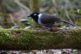 Image. Black-hooded Laughingthrush