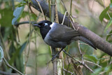 Image. Black-hooded Laughingthrush