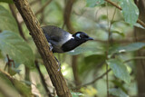 Image. Black-hooded Laughingthrush