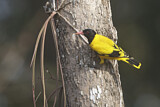 Image. Black-hooded Oriole