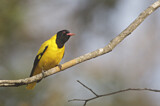 Image. Black-hooded Oriole