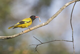 Image. Black-hooded Oriole
