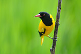 Image. Black-hooded Oriole