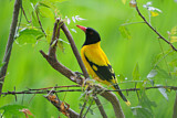Image. Black-hooded Oriole