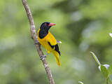 Image. Black-hooded Oriole