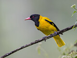 Image. Black-hooded Oriole