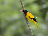 Image. Black-hooded Oriole