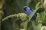 Image. Black-legged Dacnis