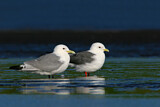 Image. Black-legged Kittiwake & Red-legged Kittiwake