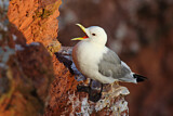 Image. Black-legged Kittiwake